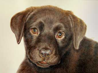 Portrait de Diaz, chiot Labrador chocolat, par jean-Jacques Onate